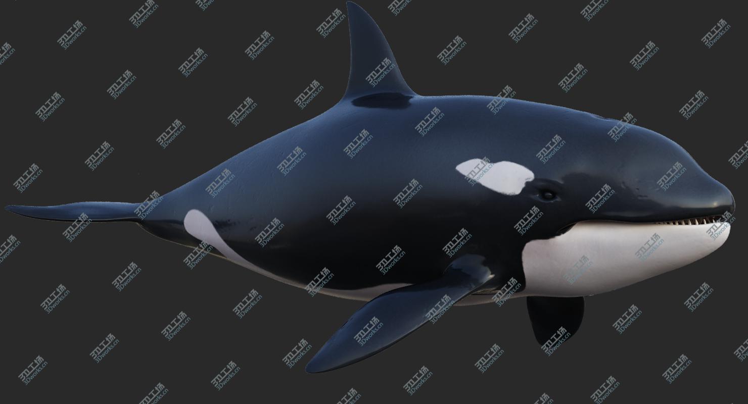 images/goods_img/2021040234/3D Animated Killer Whale model/5.jpg